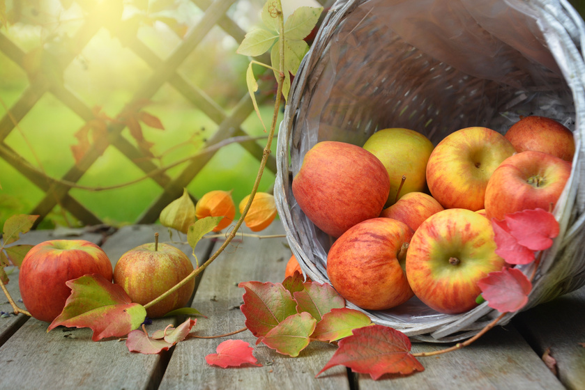 Apple Harvest in Basket